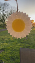 Load and play video in Gallery viewer, Daisy
