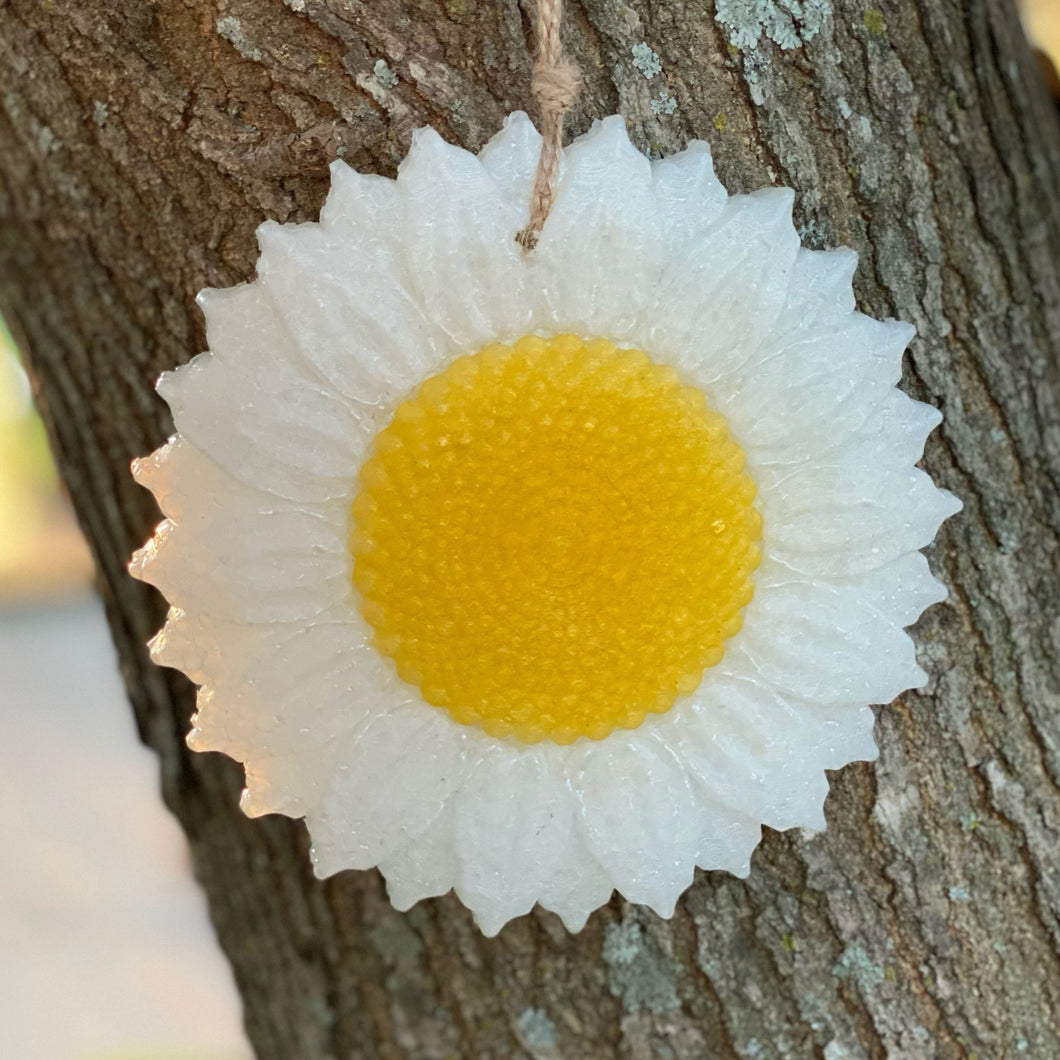 Daisy
